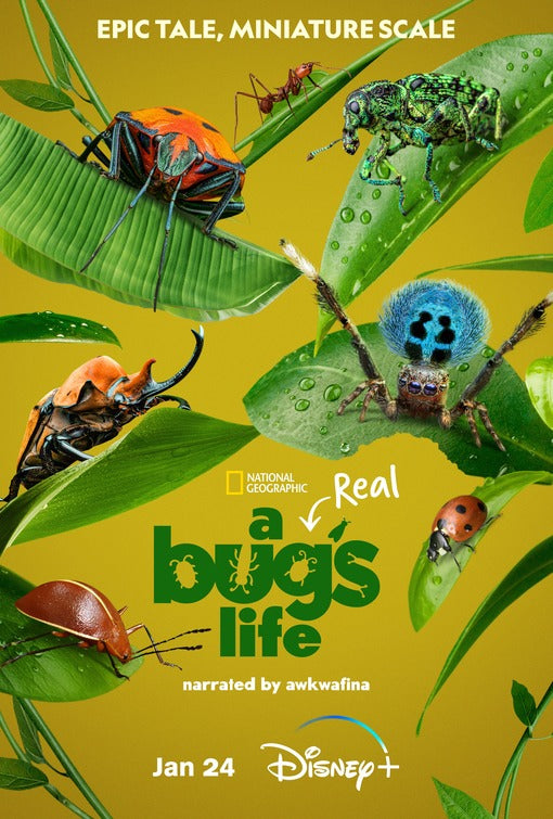 1000 piece jigsaw puzzle for tv poster: A Real Bug's Life